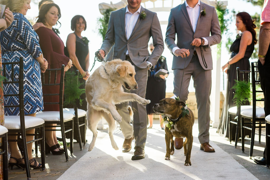 Two Dogs recess down wedding aisle