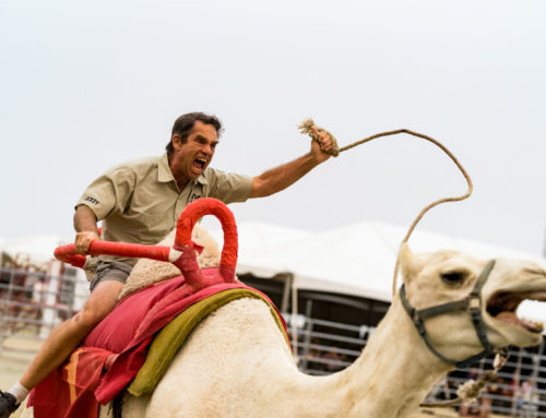 Reno Event Photographer | Virginia City Camel Races