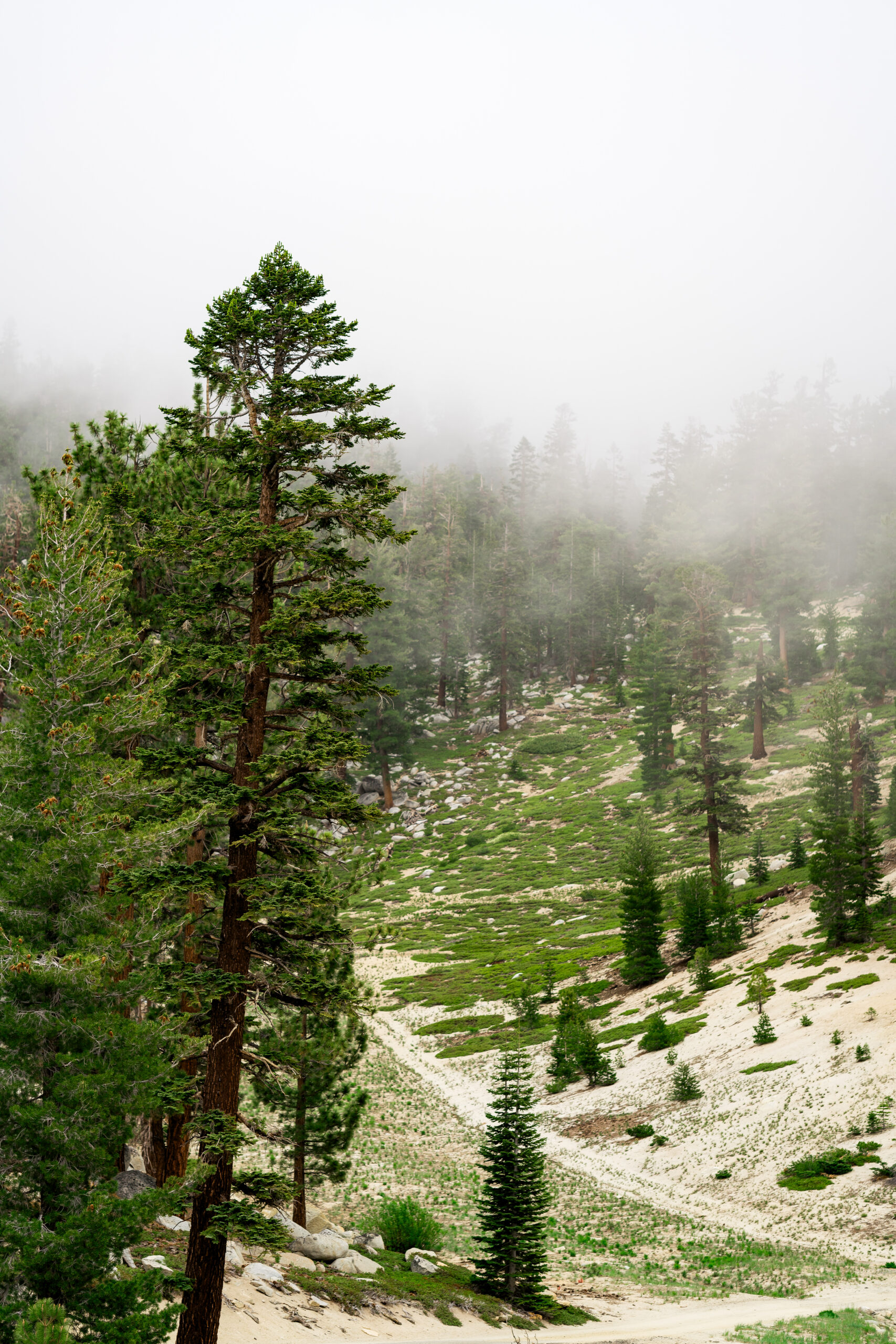 Heavenly-Ski-Resort-Wedding-314 Heavenly Ski Resort Wedding Photos