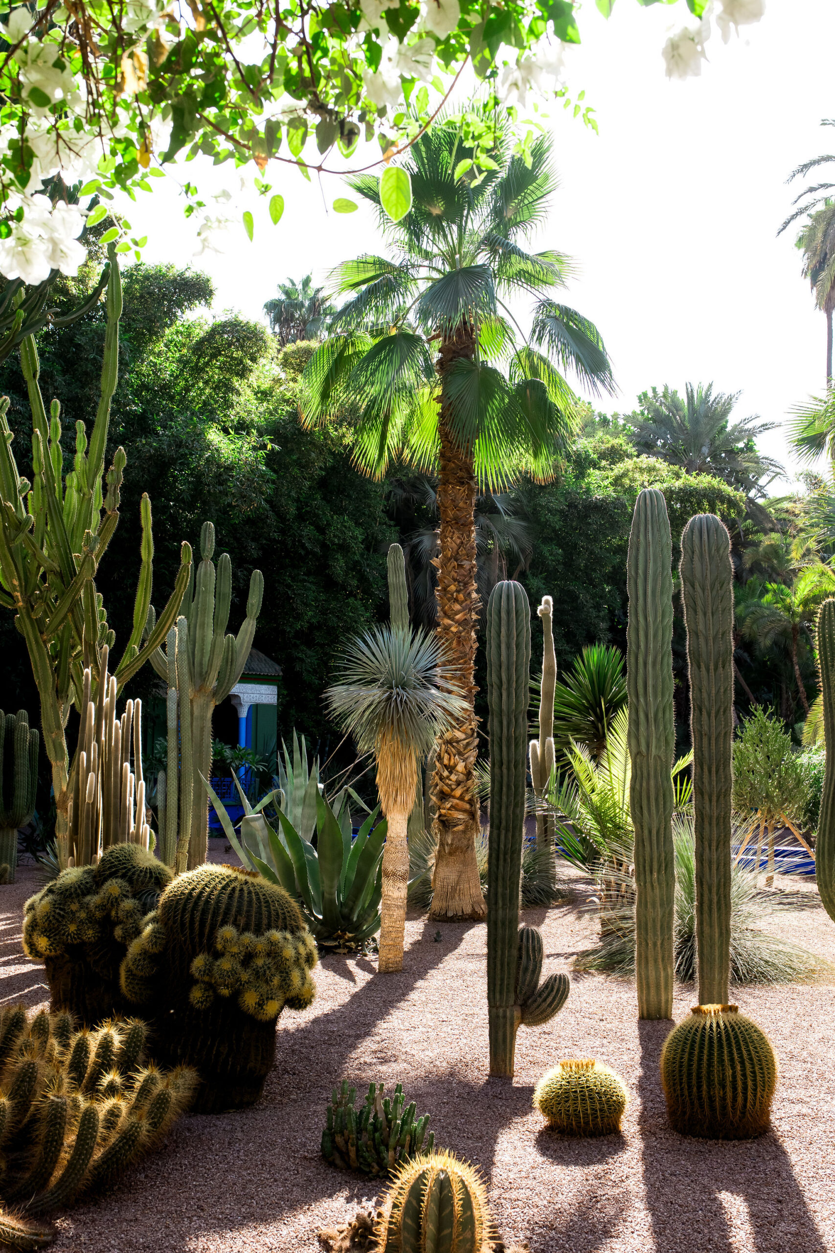 Majorelle Gardens in Marrakech